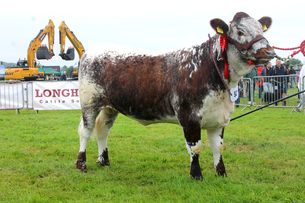 Newton Forget Me Not, breed champion Royal Lancs Show 2022